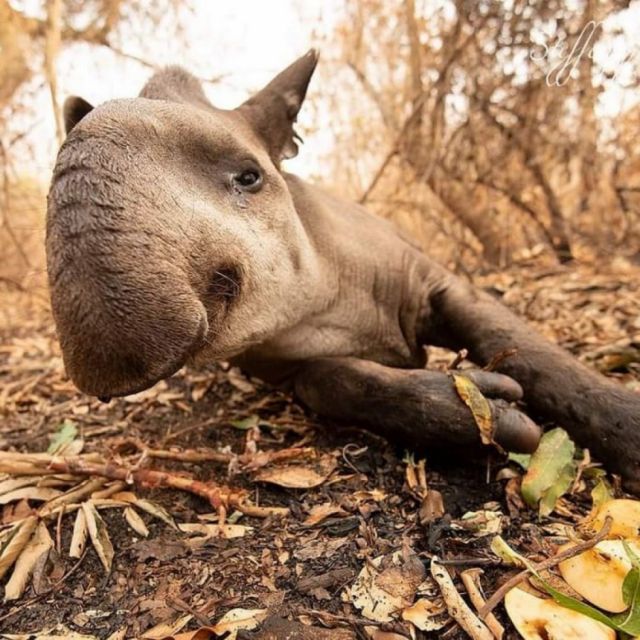 Activistas rescatan a Charito, una tapir víctima de los incendios en Santa Cruz