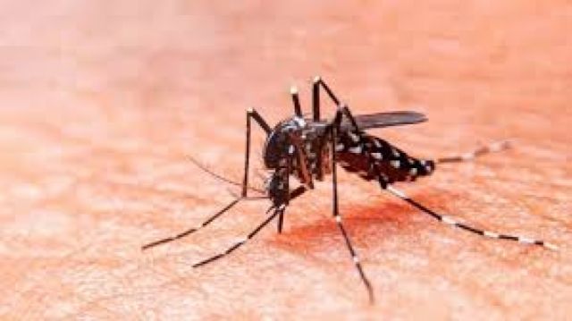 Montenegro: Sedes dejó de contabilizar pruebas rápidas de Covid para evitar confusión con el dengue