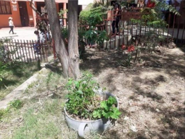 Encuentran plantas de marihuana en el jardín de una escuela de Tarija