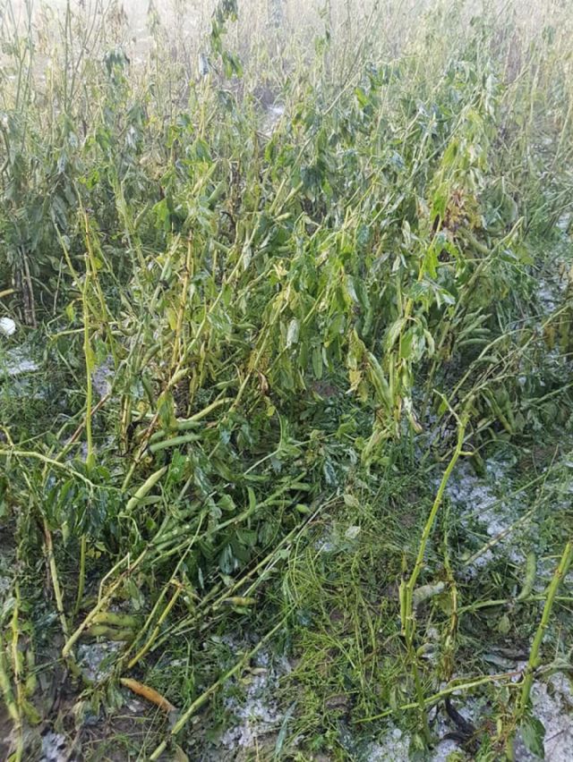 Sembradíos en Rancho Sud y Tomatitas