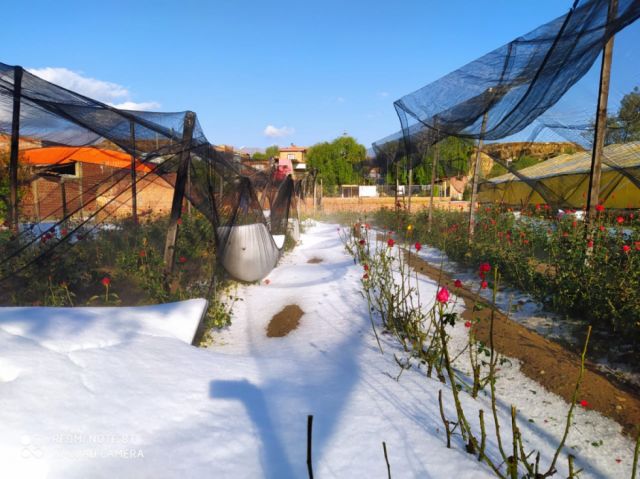 Granizada destroza cultivos y viviendas en Tomatitas-Tarija