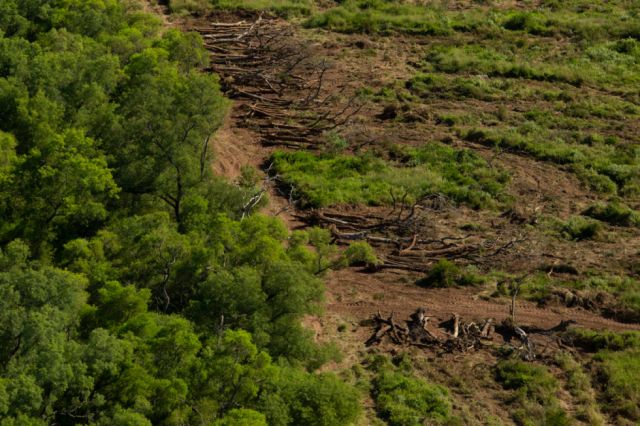 Bolivia y Paraguay buscan cuidar 20 MM de hectáreas del Chaco