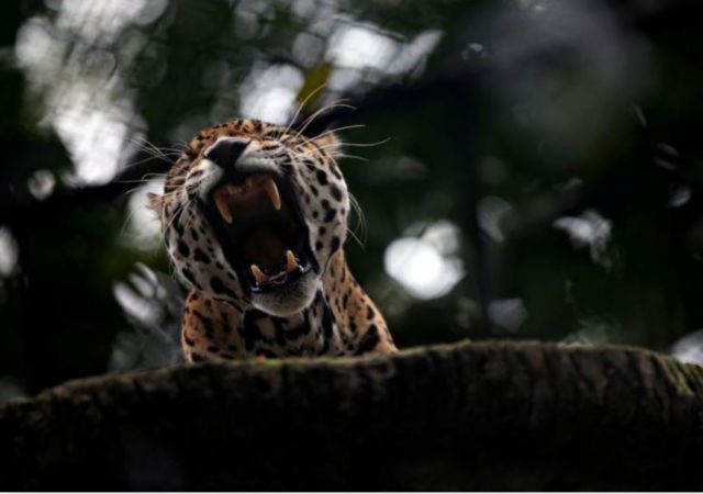 Informe: Pandillas contrabandean partes de jaguar con sobornos y rutas clandestinas en Bolivia