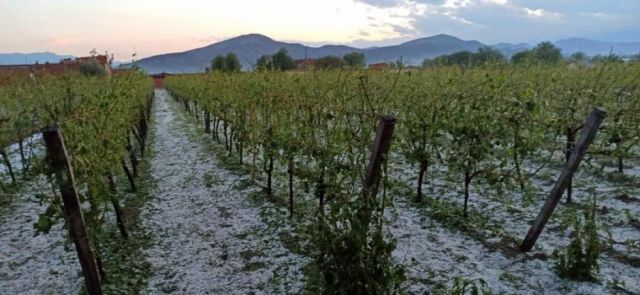 Fuerte granizada en Cercado, temen impacto en la vid