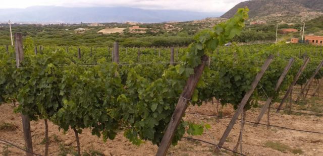 El 50% de cada botella de vino en Tarija se paga en impuestos