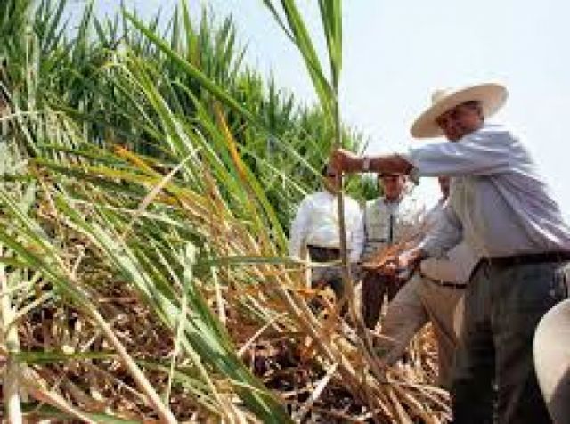 La zafra se levanta, en el 2020 se cosecharon 224 mil toneladas de caña
