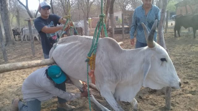 Sequía en el Chaco tarijeño, el agua de las cisternas no abastece