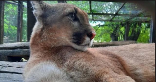 Robaron un puma de su  jaula en reserva silvestre