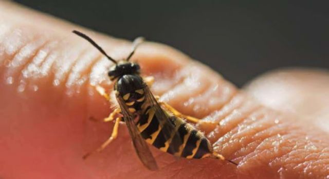 Chofer de bus desayunaba  api, le picó una abeja y murió