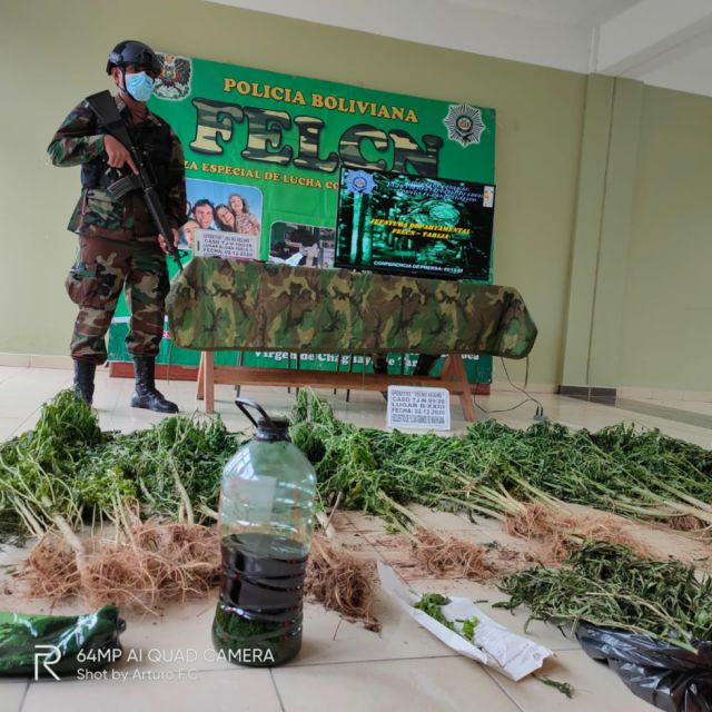 Encuentran plantaciones de marihuana en un terreno de Tarija