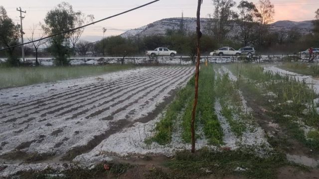 Granizada consumió 50 por ciento de la producción de Guerrahuayco-Tarijja