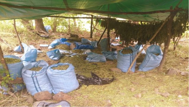 A la cárcel 4 personas por llevar 85 kg de marihuana  