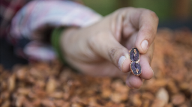 Webinar: Expertos del chocolate destacan al cacao amazónico boliviano