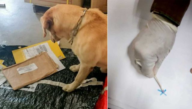 Can antidroga detecta cocaína impregnada en papel bond