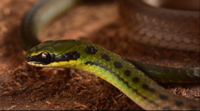 Descubren 20 nuevas especies en el valle de Zongo (La Paz) que maravillan a científicos