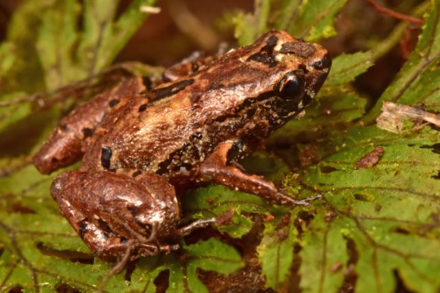  La rana Liliputiense
