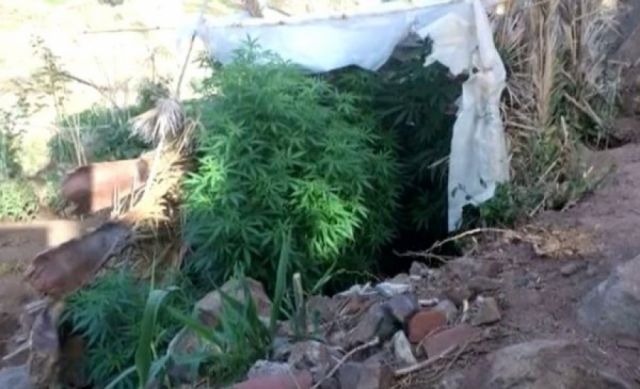 En Bermejo hallan 200 plantines de marihuana en terreno abandonado