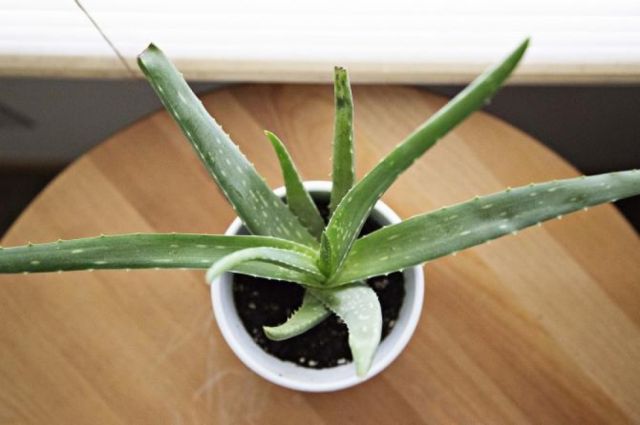 Cuáles son los beneficios del aloe vera