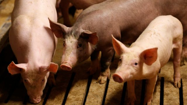  Confirman que una variante del virus Ébola es capaz de infectar a cerdos y podría transmitirse a seres humanos 