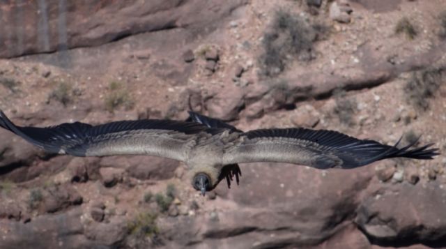 El cóndor andino está vulnerable a la extinción