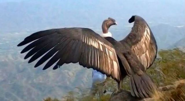 Plan proyecta la conservación del cóndor andino