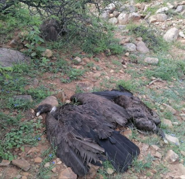 En Tarija hallan muertos a 30 cóndores 