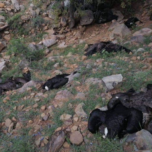 Medio Ambiente envía comisión mixta para investigar muerte de 30 cóndores en Tarija