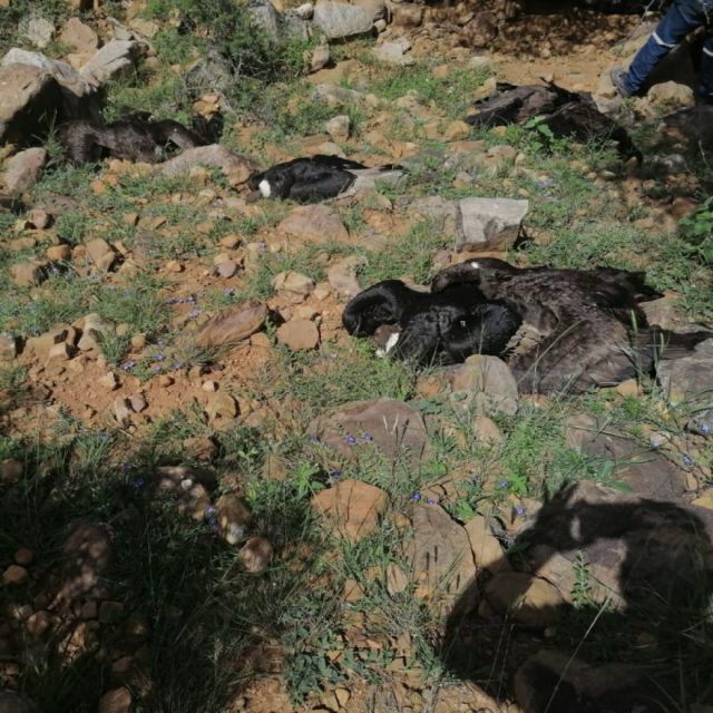 Comunarios temen que veneno que  mató a 35 cóndores afecte el agua 