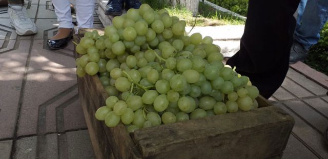 Sobreoferta, viticultores venden cosecha sin margen de ganancia