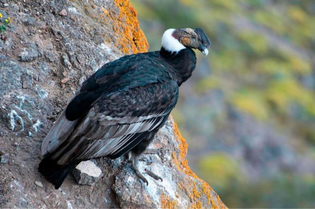 Muerte de 34 cóndores pudo inducir el deceso de unos 19 pichones