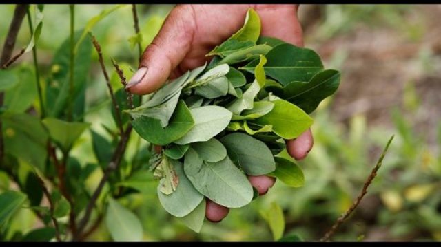 Prevén erradicar la coca excedentaria a mediados de marzo