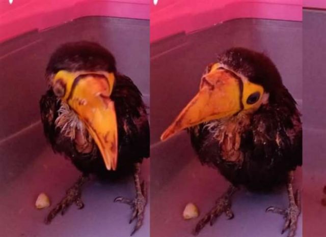 Cría de tucán encontrada en Tarija perderá un ojo a causa de los golpes que sufrió