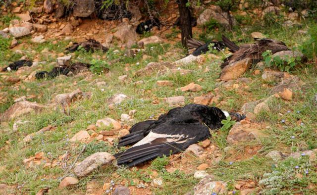 Biocidio, un delito común en Bolivia pero poco castigado