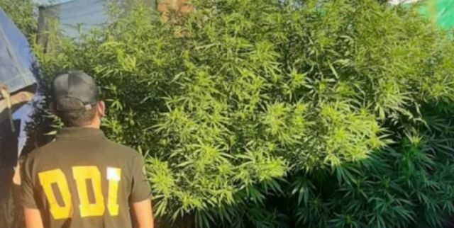 Incautan  planta de  marihuana  de 36 kilos