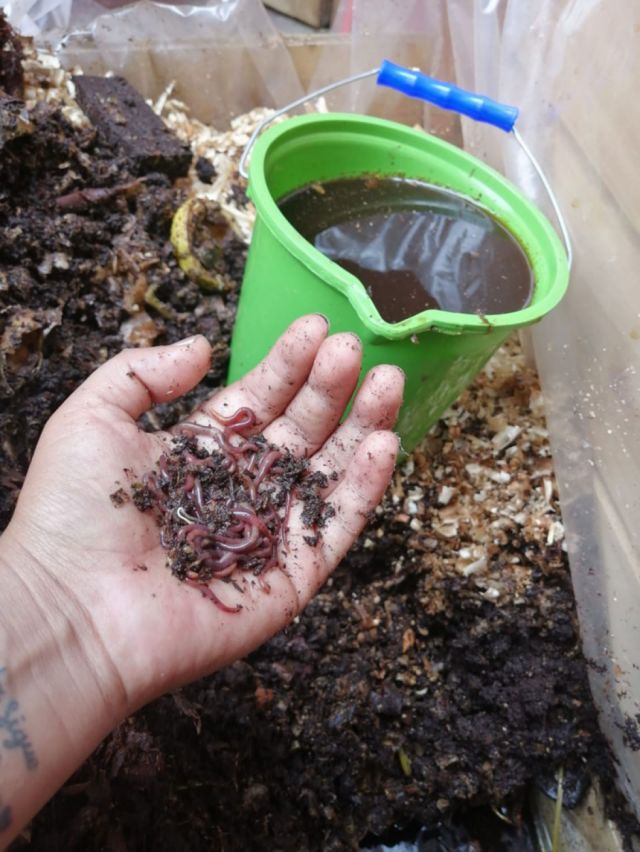 Lombricultura, una opción para la agricultura ecológica en Tarija