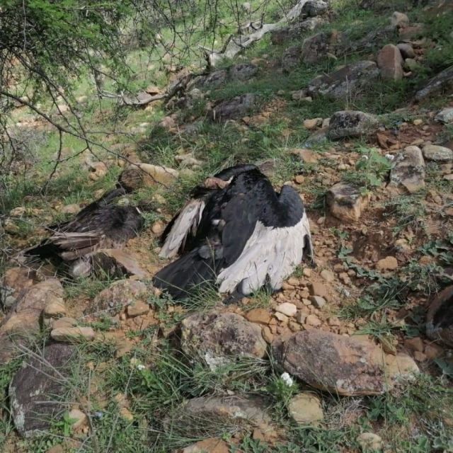 Carbofurano: El pesticida que mató a 34 cóndores en Tarija