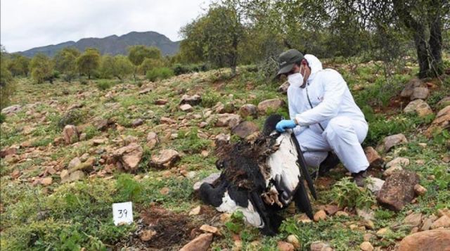 Día Mundial de la Vida Silvestre: Expertos cuestionan políticas que van en contra de su protección