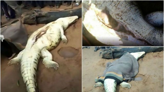 Un cocodrilo se traga a un niño de 8 años, los vecinos matan al reptil y extraen el cuerpo del menor intacto