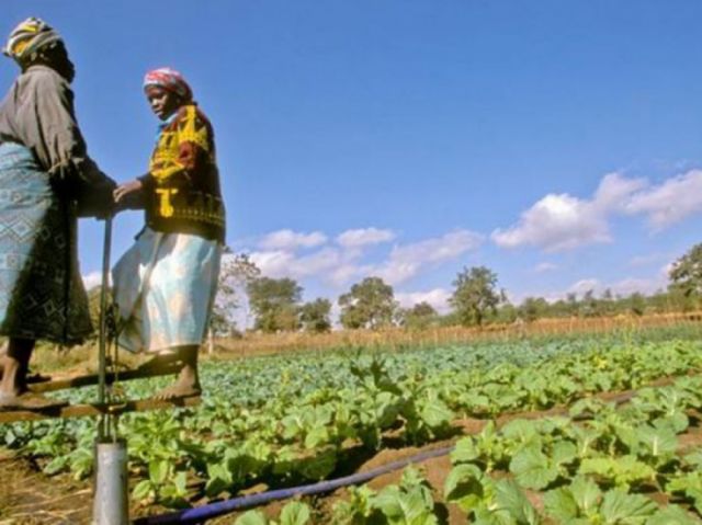  El mundo enfrenta una amenaza sin precedentes de escasez de alimentos