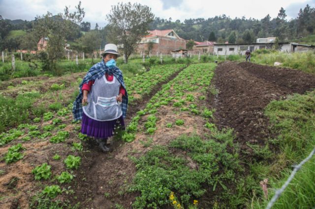 La agricultura, las pérdidas y los  grandes retos frente al Covid-19