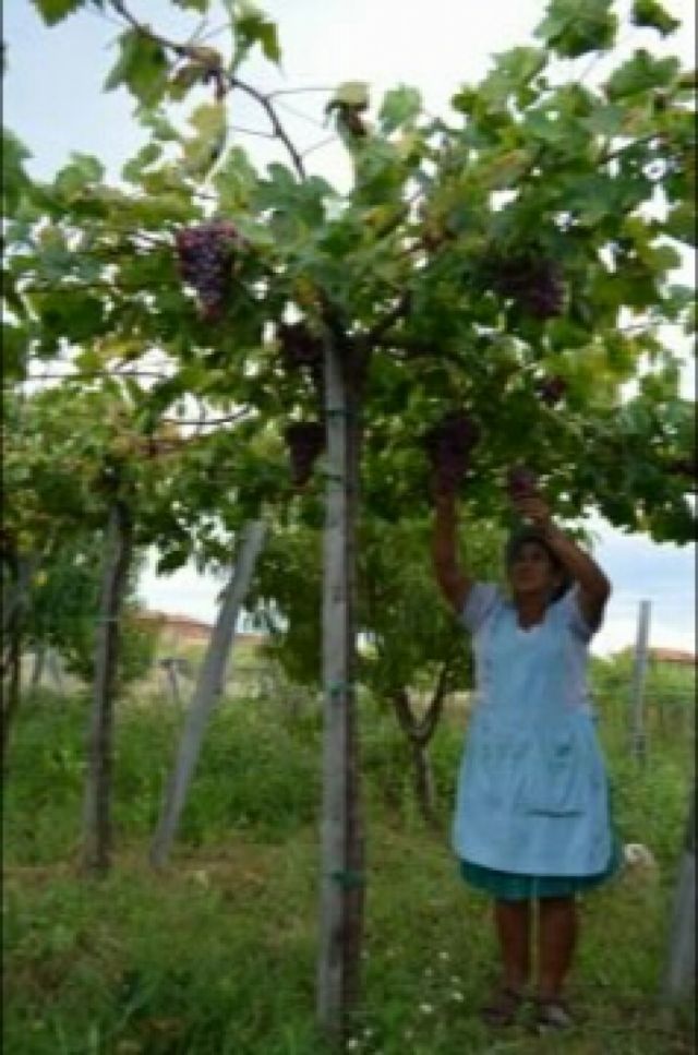 Tarija: Ecofuturo aporta créditos al sector productivo