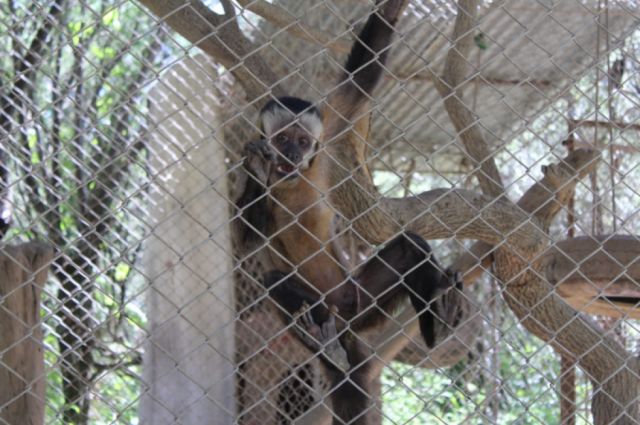La jaula de los monos es muy visitada por los turistas