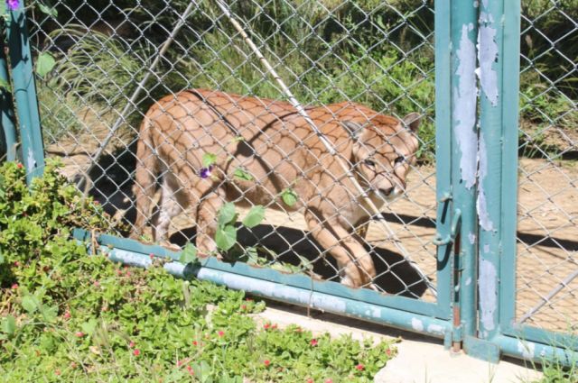 El Puma escurridizo asombra con su imponente figura