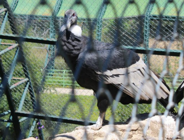 El cóndor, ave emblemática de Bolivia también tiene su lugar en el Bioparque 