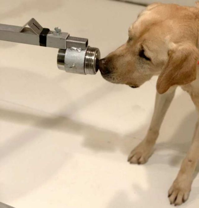 Perros que detectan al coronavirus por el olor
