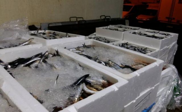 Decomisan 40 cajas de pescado en Tarija