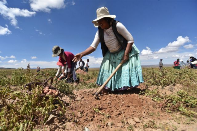 Prevén invertir más de Bs 26 MM en el agro