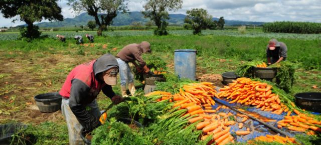 FAO: la crisis alimentaria afecta a 55 países