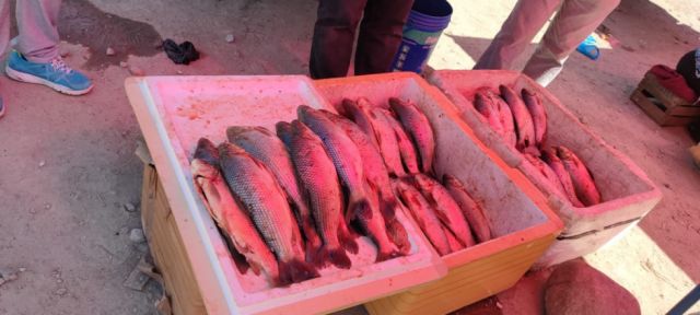 Sin veda, aumenta demanda por pescado de Villa Montes en Tarija