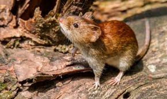 Joven de 23 años fallece con hantavirus en Bermejo